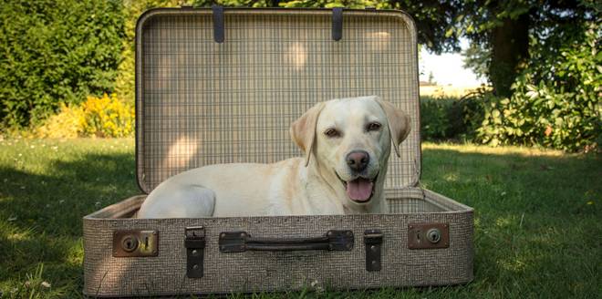 Prendre Lavion Avec Son Chien Ou Son Chat Magazine Du