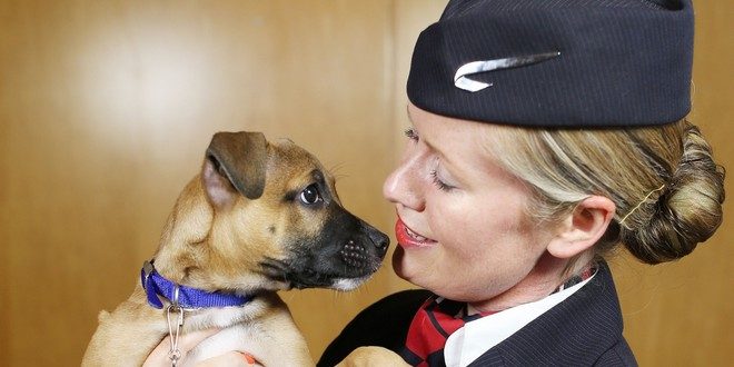 10 cages pour chien homologuées pour l'avion - Le Parisien