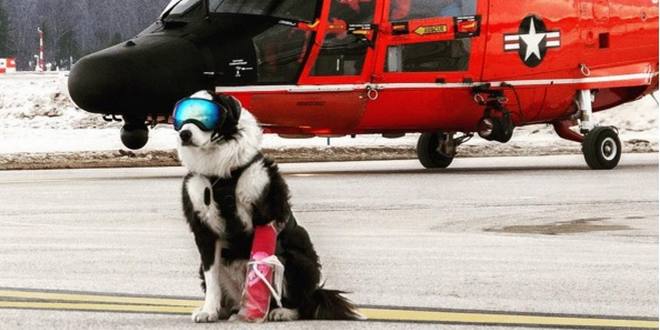 Piper, le chien de patrouille des pistes d'atterrissage, fait sensation sur  Internet - Magazine du Voyageur