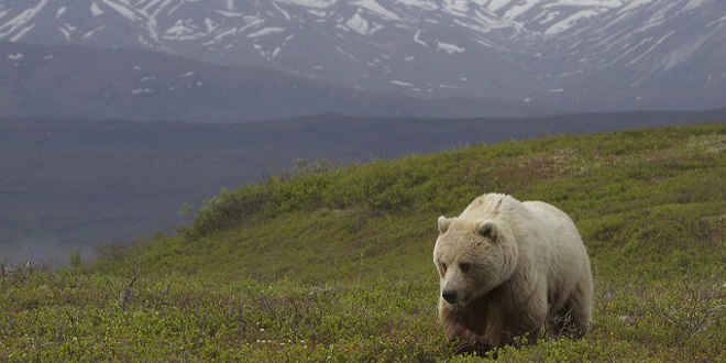 Les meilleurs endroits pour observer le grizzly - Magazine du Voyageur