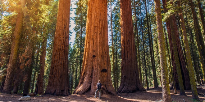 sequoia voyages en direct