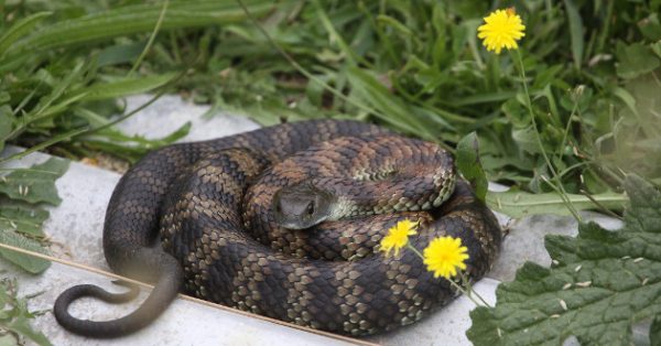 Australie Ces 10 Animaux Dangereux Sur Lesquels Vous